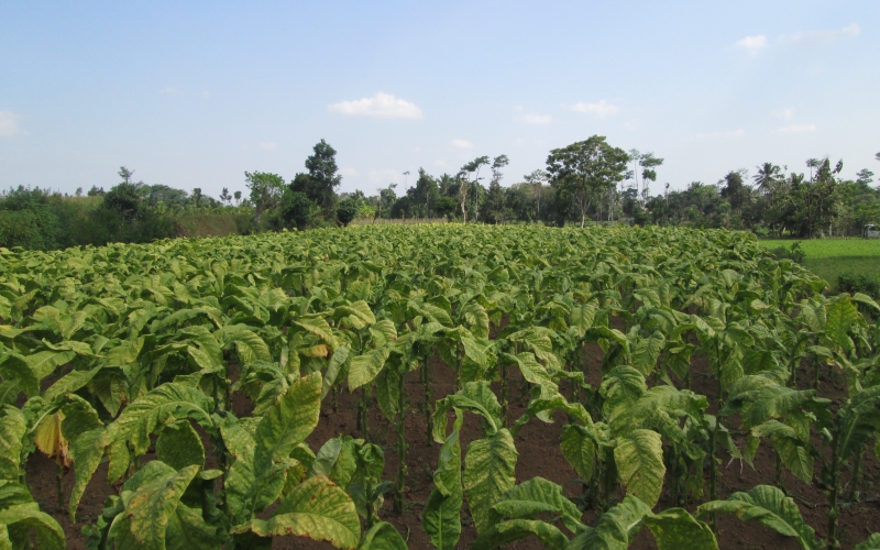Foto ladang tembakau yang daunnya sudah siap dipanen. (Dok. pribadi)